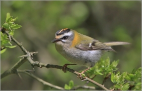 <p>KRÁLÍČEK OHNIVÝ (Regulus ignicapillus) /Firecrest - Sommergoldhähnchen/</p>